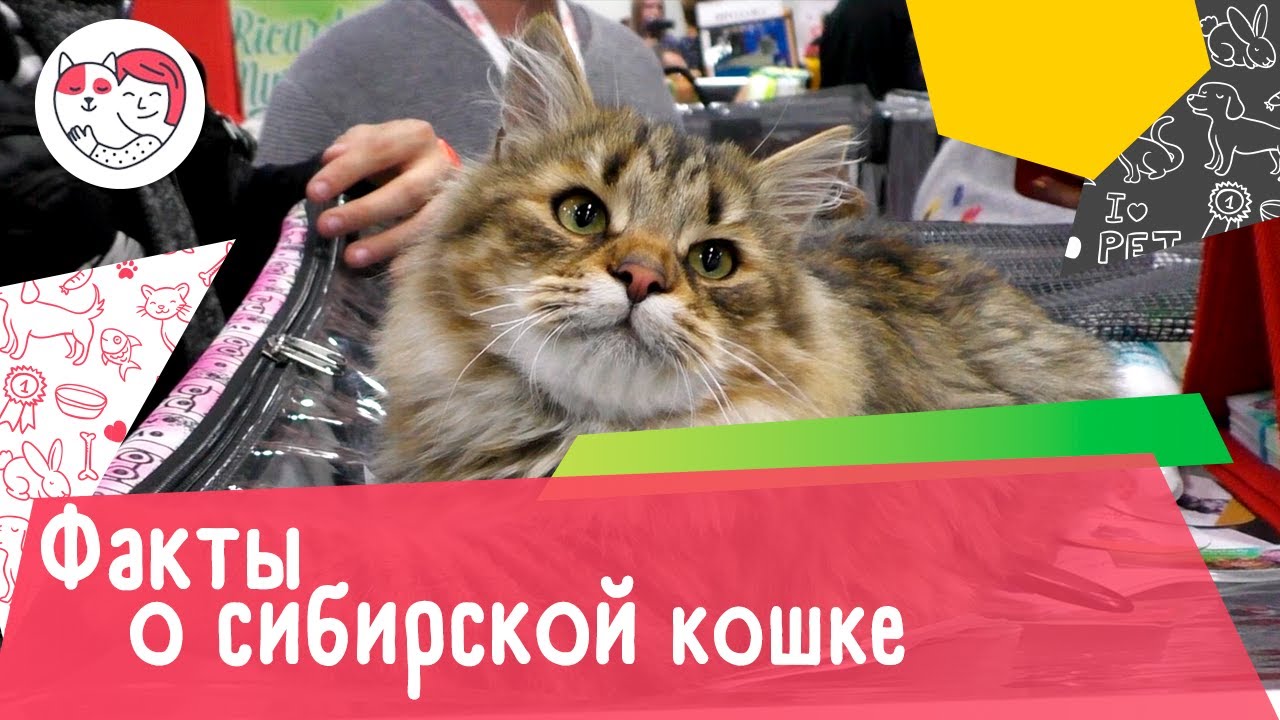 6 интересных фактов о сибирской кошке