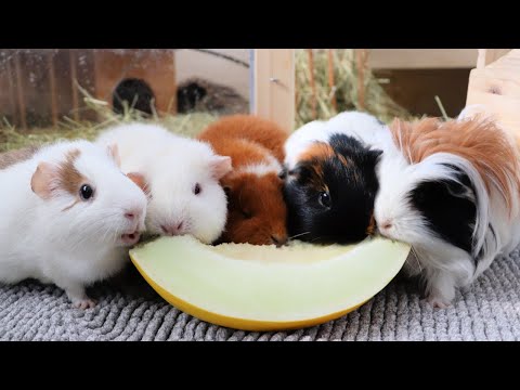 YouTube video about: Can guinea pigs eat honeydew melon?