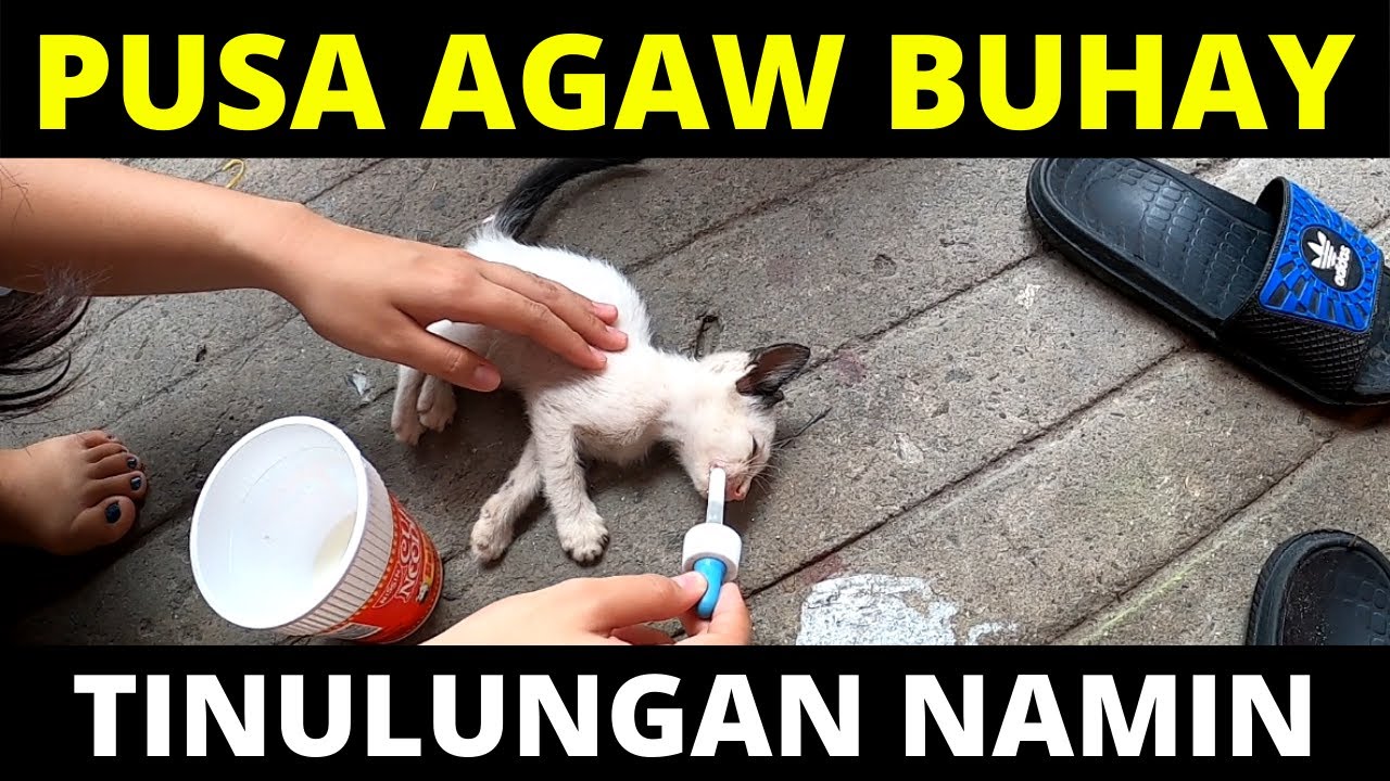 Putar video PUSA AGAW BUHAY TINULUNGAN NAMIN sekarang PUSA AGAW BUHAY TINULUNGAN NAMIN
