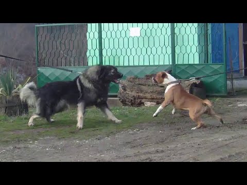 4 Sarplaninacs and 2 American Staffordshire Terriers