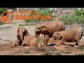 The Opening Day Of Elephant Valley San Diego Zoo Safari Park