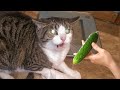 Cats VS Cucumbers Compilation Cats Scared Of Cucumbers PETASTIC