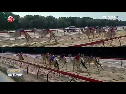  ش 4 (هملوله) لـ هجن الرئاسة 12:27:9 ، تأهيلي المرموم 2026/2/24 حول وزمول