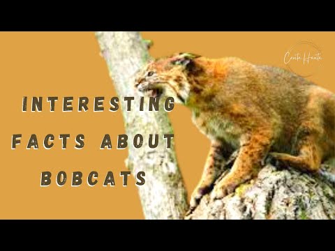 55 Interesting Facts About Bobcats part 1