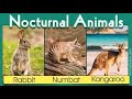A Video For Toddlers And Preschoolers Explaining What Night Nocturnal Creatures Are