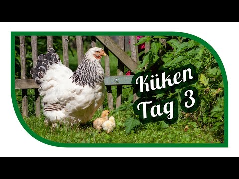 Glucke mit Küken | Naturbrut 3. Tag mit Naturgeräuschen | Hühner im Garten