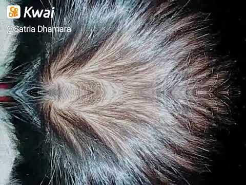 Lebat banget bulu nya