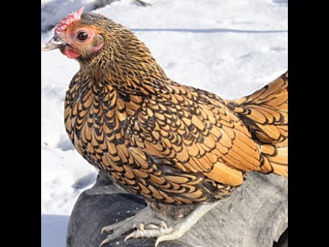 Golden Sebright — British bantam