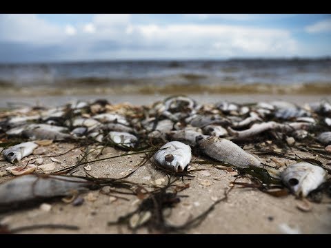 When will Florida's red tide end? We asked a scientist