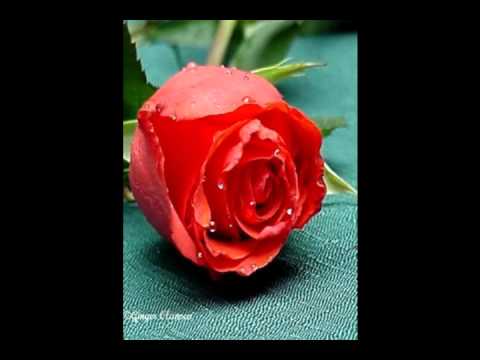 If  I could Tell You-BY TAREK DEABES