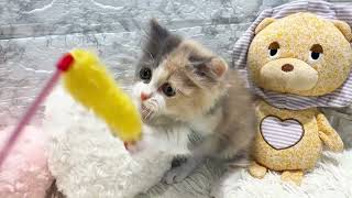 ミヌエットの動画01