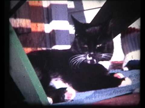 Näyttelevä kissa Kissavideo  1971 Actress Cat Väisanen in 1971 - Gato - 貓 - बिल्ली - বিড়াল - แมว