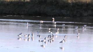 preview picture of video 'Avocette.des salins de Guérande'