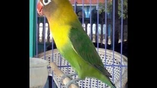 Download lagu Kicau Mania Love Bird Siap Jadi Juara - Video mp3 Download lagu Kicau Mania Love Bird Siap Jadi Juara - Video mp3