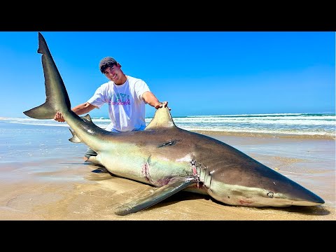 Angler fängt 200kg+ Monster Hai 😱💀