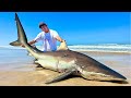 Angler Fängt 200kg Monster Hai