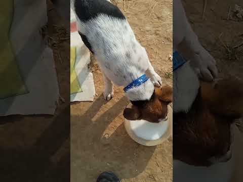 🙏❤️❤️🙏🐶🐕🐕🐕