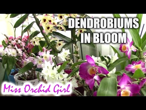 download lagu mp3 mp4 Dendrobium Nobile For Sale, download lagu Dendrobium Nobile For Sale gratis, unduh video klip Dendrobium Nobile For Sale