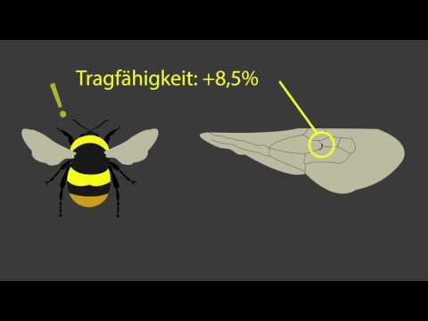 Wie fliegen Hummeln?