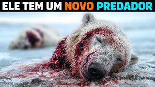 🚨 AGORA: O animal que está MAT4NDO URSOS POLARES no Alasca