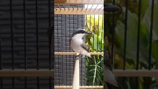Download lagu Jingjing Petulak #magpie robin #magpie robin gacor #magpie robin #jingjingpetulak #fyp mp3