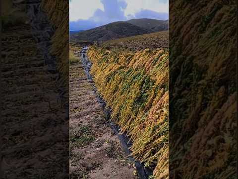 XII Edición del Festival Nacional de la Quinua en la Comunidad Originaria El Cóndor, Yavi, Jujuy 🇦🇷