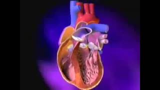 Heart: Excitation-Contraction Coupling
