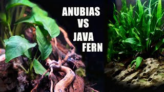 Download lagu Anubias vs Java Fern | A few things to know beyond the obvious differences mp3