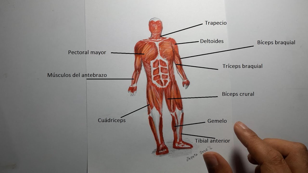 Cómo dibujar el Sistema Muscular humano | Aparato locomotor