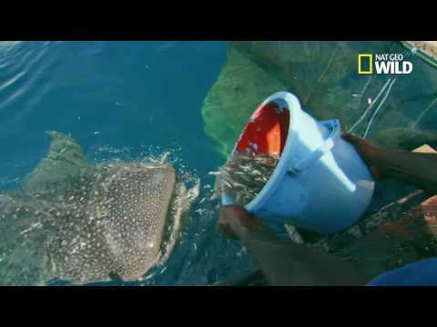 INDO365 - FLORAFAUNA - The World’s Only Non-Migratory Whale Shark Population