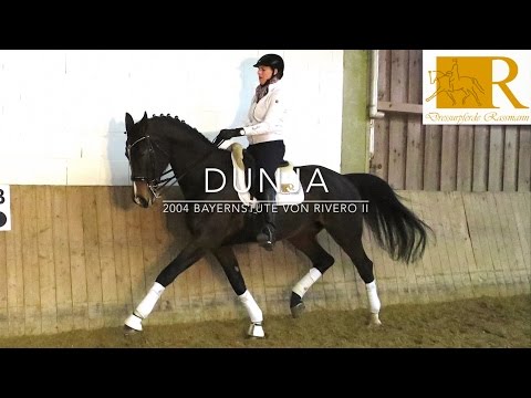 SOLD - Dressurpferd - 2004 Bayernstute von Rivero II, Stm. ca. 1,75, S-Dressur - Dunja