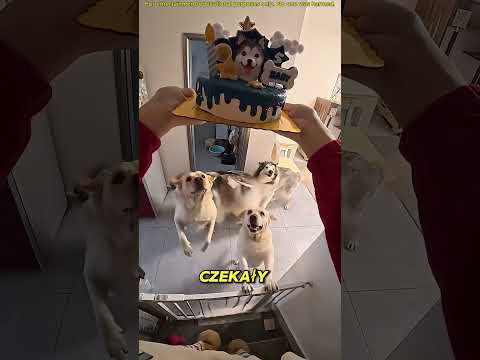 Zamówił Jeden Tort… Ale Wszystkie Pieski Czekały! 🥹🐶🎂#shortvideo #youtubeshorts