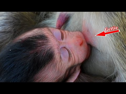 Best Clip of Smallest Baby Gettie Macaque Wildlife 2021, Nice Action Gettie Get Milk From Momma