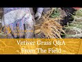 Vetiver Grass Q&A   From The Field   HD 1080p