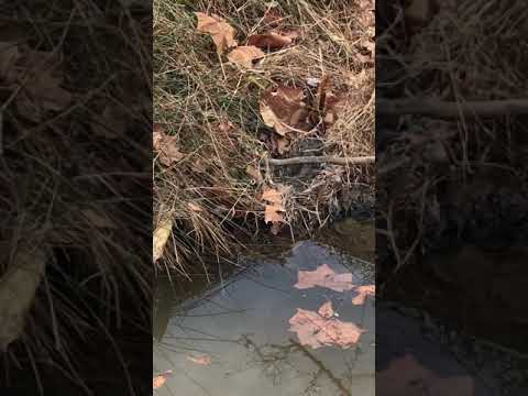 Beaver pond trapping 2