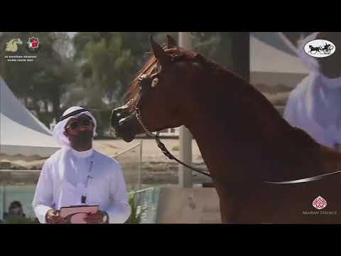 N 463 PERSEUS K A    Al Dhafrah Arabian Horse Championship 2021   Stallions 7+ Years Old Class 10A