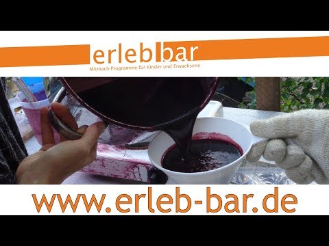 Kleines ABC der Erntehilfen – Holunderbeeren ernten, entsaften und entgiften