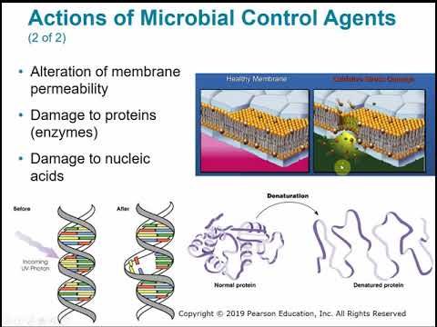 2117 Chapter 7 - Control of Microbial Growth