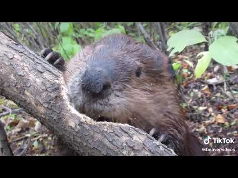 CASTOR ROEDOR DE ARVORE