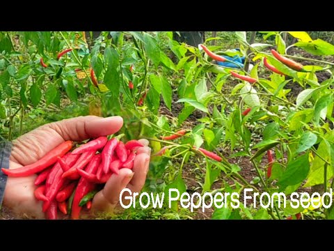 Guide to Growing Peppers: Tips and Tricks for a Bountiful Harvest
