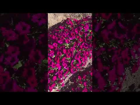 Видео про Петуния многоцветковая каскадная Мирелла F1 серия МиМи