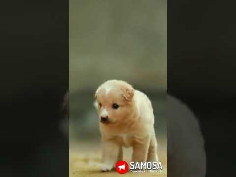 Quite pappy 😘😘💕💕🐕🐕😍😚