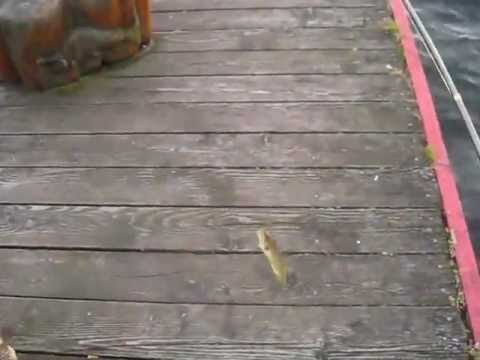 Yellow Perch Madness & Extras with Penfishingrods.com