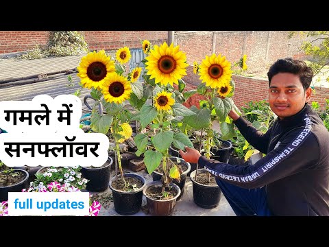 How To Grow Sunflower From Seed At Home / Grow Sunflower In Pot (with full update)