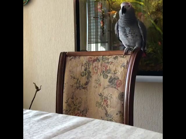 Отойди от моего телефона, нахал!