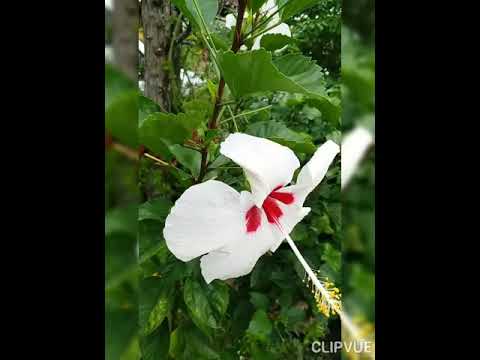 Hibiscus tropical regions flowers
