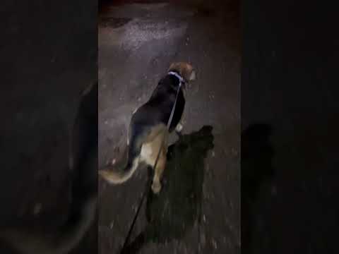 CRAZY DOG THURSDAY MORNING STROLL WITH AZRA #nature #dog #shorts