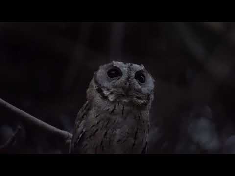 Little Grey Owl spotting at HIRANYA RESORTS, Aurangabad