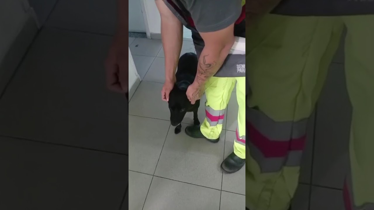 Cachorro raça SRD-ViraLata idade 4 anos nome AJUDE A ENCONTRAR MINHA FAMÍLIA 