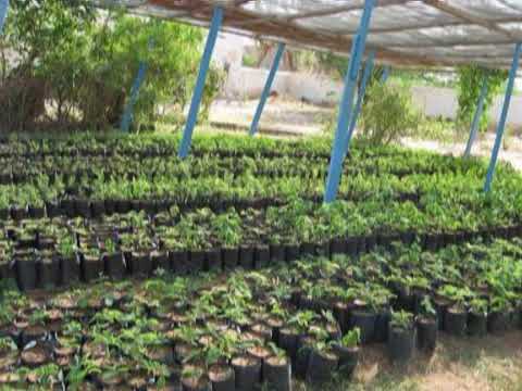 Arligeygow, Cismaan Qays